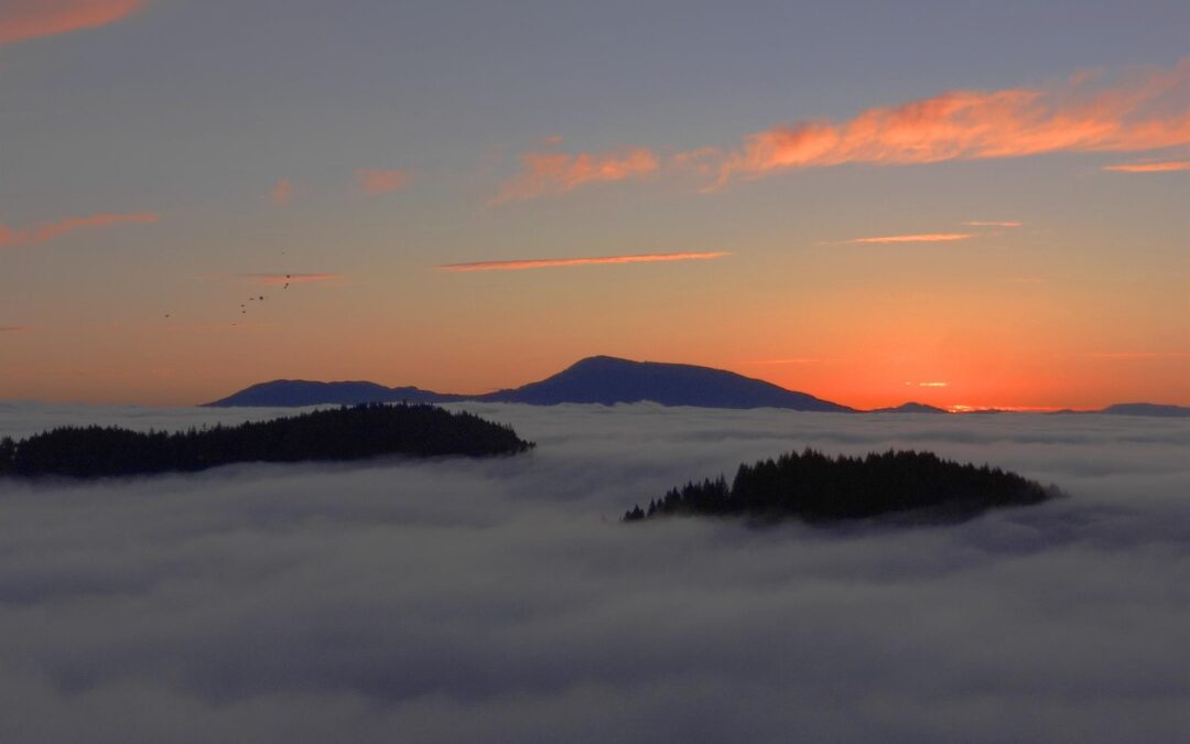 February Mornings: Fog, Amethyst…